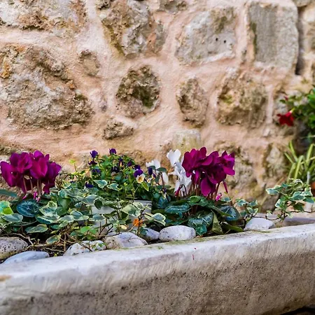 Sara * דוברובניק